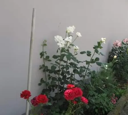 Lelita Apartment Bela Crkva (Banat)